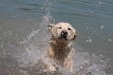 LABRADOR 1081